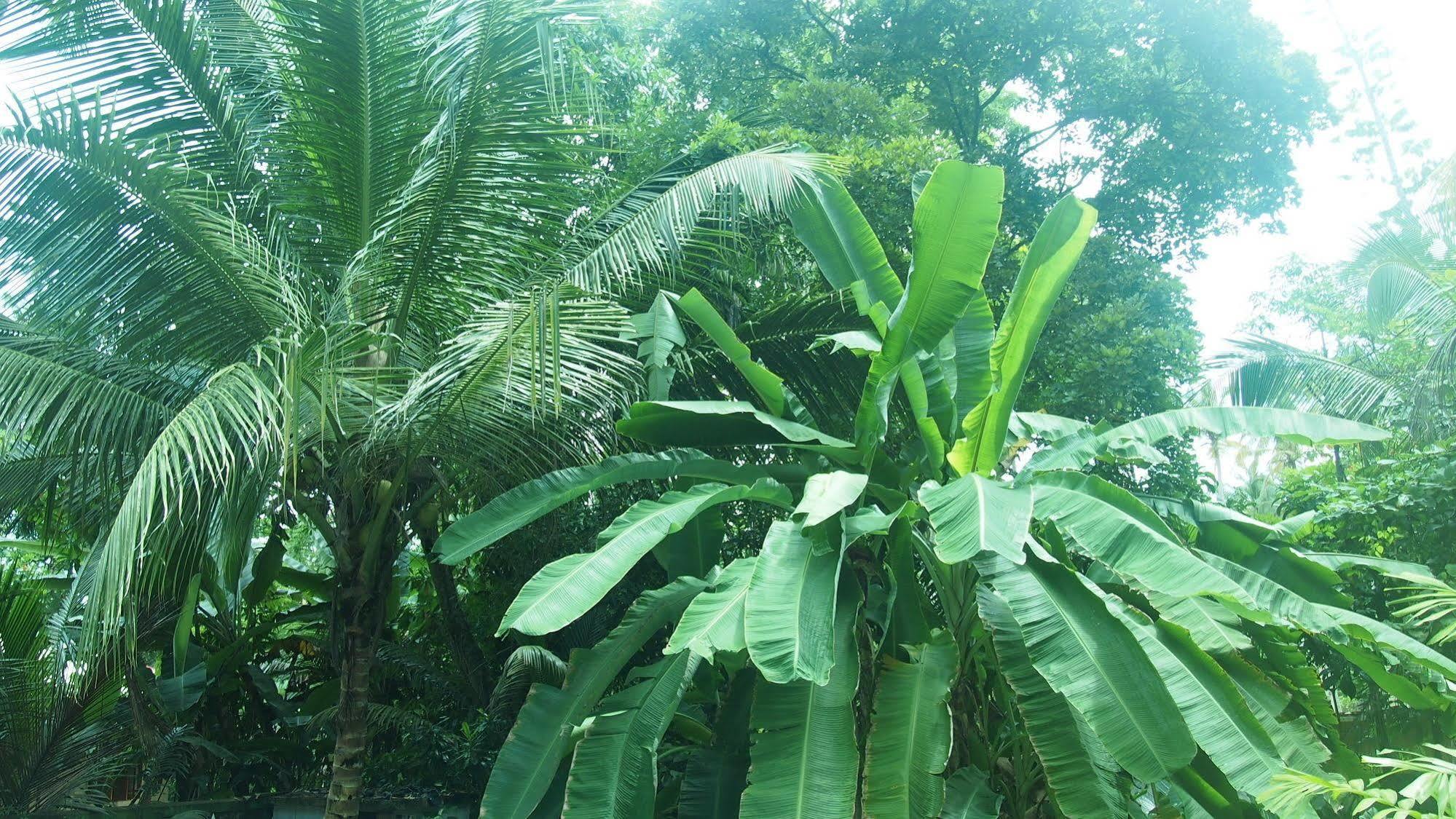 Manik Villa Bentota Exteriör bild